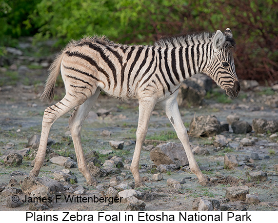 Plains Zebra - © James F Wittenberger and Exotic Birding LLC