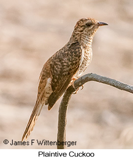 Plaintive Cuckoo - © James F Wittenberger and Exotic Birding LLC
