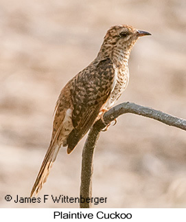 Plaintive Cuckoo - &copy; James F Wittenberger and Exotic Birding LLC