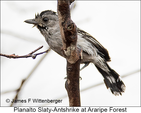 Planalto Slaty-Antshrike - © James F Wittenberger and Exotic Birding LLC