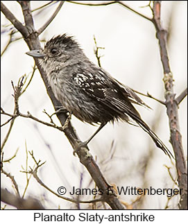Planalto Slaty-Antshrike - © James F Wittenberger and Exotic Birding LLC