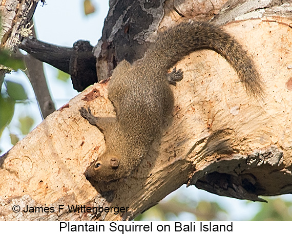 Plantain Squirrel - © James F Wittenberger and Exotic Birding LLC Plantain Squirrel - © James F Wittenberger and Exotic Birding LLC