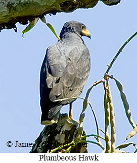 Plumbeous Hawk - © James F Wittenberger and Exotic Birding LLC