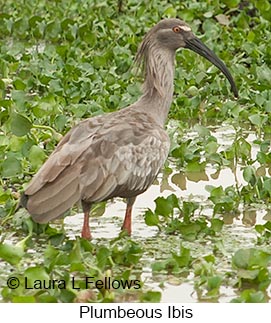 Plumbeous Ibis - © Laura L Fellows and Exotic Birding LLC