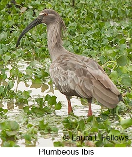 Plumbeous Ibis - © Laura L Fellows and Exotic Birding LLC