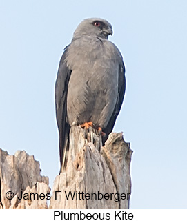 Plumbeous Kite - © James F Wittenberger and Exotic Birding LLC