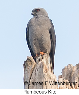 Plumbeous Kite - © James F Wittenberger and Exotic Birding LLC