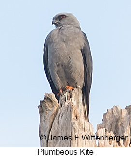 Plumbeous Kite - © James F Wittenberger and Exotic Birding LLC Plumbeous Kite - © James F Wittenberger and Exotic Birding LLC