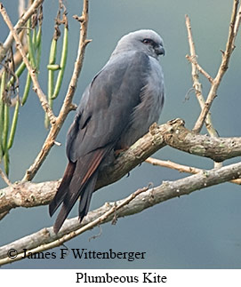 Plumbeous Kite - © James F Wittenberger and Exotic Birding LLC Plumbeous Kite - © James F Wittenberger and Exotic Birding LLC