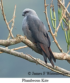 Plumbeous Kite - © James F Wittenberger and Exotic Birding LLC