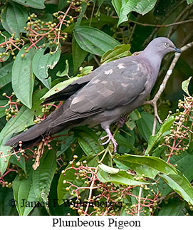 Plumbeous Pigeon - © James F Wittenberger and Exotic Birding LLC