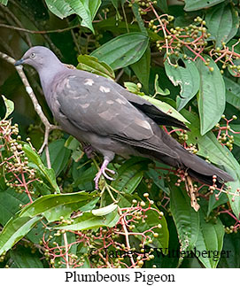 Plumbeous Pigeon - © James F Wittenberger and Exotic Birding LLC
