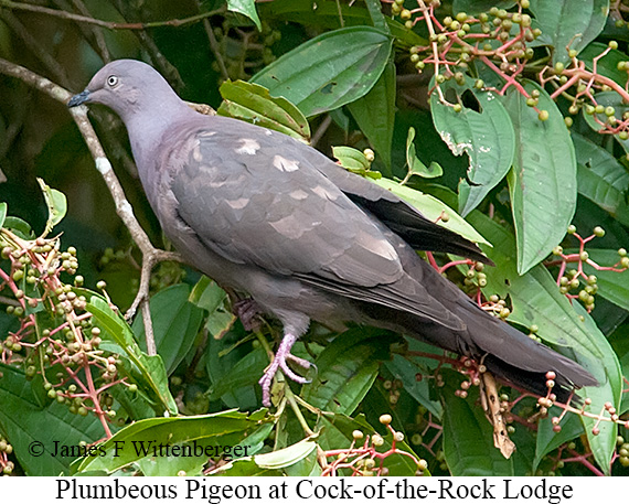Plumbeous Pigeon - © James F Wittenberger and Exotic Birding LLC