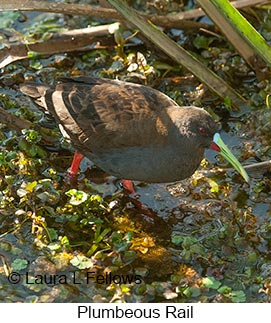 Plumbeous Rail - © Laura L Fellows and Exotic Birding LLC