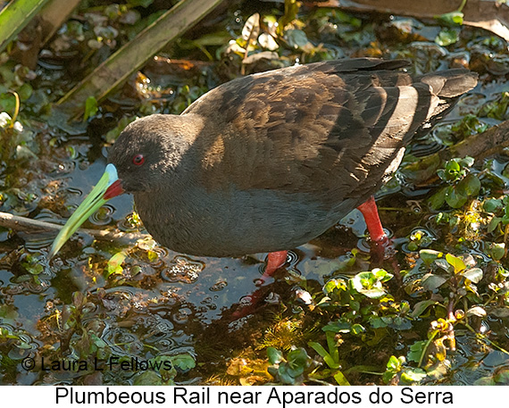 Plumbeous Rail - © Laura L Fellows and Exotic Birding LLC
