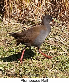 Plumbeous Rail - © James F Wittenberger and Exotic Birding LLC