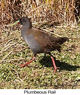 Plumbeous Rail - © James F Wittenberger and Exotic Birding LLC