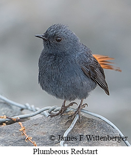 Plumbeous Redstart - © James F Wittenberger and Exotic Birding LLC