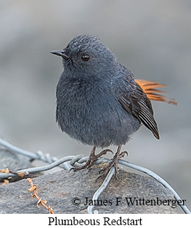 Plumbeous Redstart - © James F Wittenberger and Exotic Birding LLC Plumbeous Redstart - © James F Wittenberger and Exotic Birding LLC