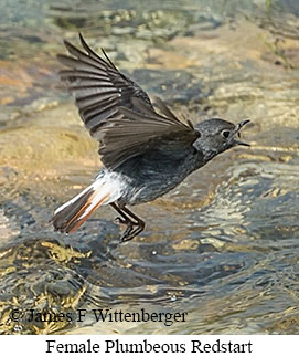 Female Plumbeous Redstart - © James F Wittenberger and Exotic Birding LLC