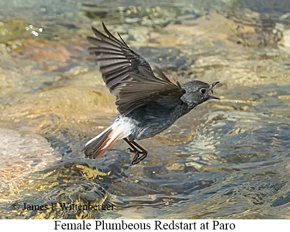 Female Plumbeous Redstart - © James F Wittenberger and Exotic Birding LLC Female Plumbeous Redstart - © James F Wittenberger and Exotic Birding LLC