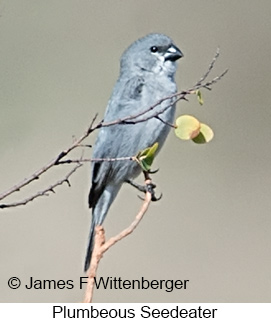 Plumbeous Seedeater - © James F Wittenberger and Exotic Birding LLC