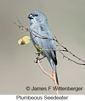 Plumbeous Seedeater - © James F Wittenberger and Exotic Birding LLC