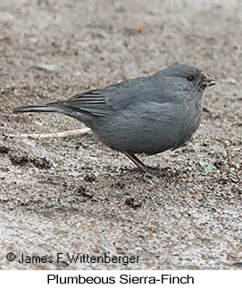 Plumbeous Sierra-Finch - © James F Wittenberger and Exotic Birding LLC