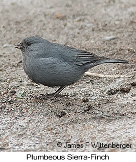 Plumbeous Sierra-Finch - © James F Wittenberger and Exotic Birding LLC