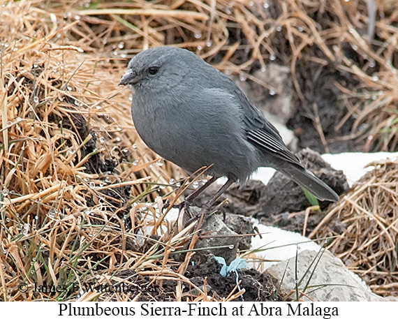 Plumbeous Sierra-Finch - © James F Wittenberger and Exotic Birding LLC