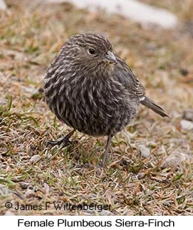 Plumbeous Sierra-Finch - © James F Wittenberger and Exotic Birding LLC