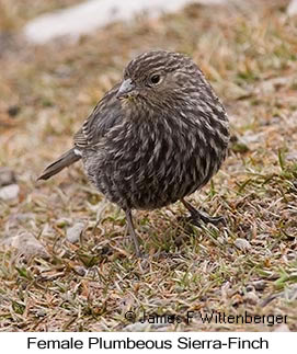 Plumbeous Sierra-Finch - © James F Wittenberger and Exotic Birding LLC