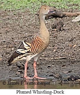 Plumed Whistling-Duck - © James F Wittenberger and Exotic Birding LLC