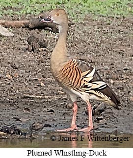 Plumed Whistling-Duck - &copy; James F Wittenberger and Exotic Birding LLC