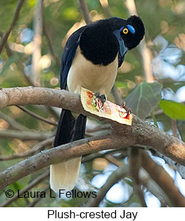 Plush-crested Jay - © Laura L Fellows and Exotic Birding LLC