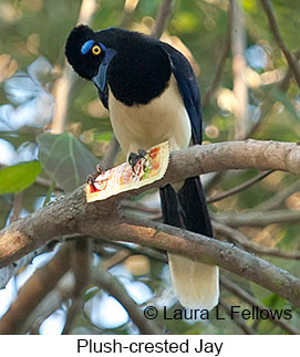 Plush-crested Jay - © Laura L Fellows and Exotic Birding LLC