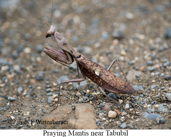 Praying Mantis - © The Photographer and Exotic Birding LLC