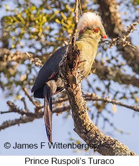 Prince Ruspoli's Turaco - © James F Wittenberger and Exotic Birding LLC Prince Ruspoli's Turaco - © James F Wittenberger and Exotic Birding LLC
