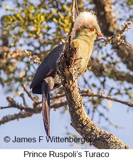 Prince Ruspoli's Turaco - © James F Wittenberger and Exotic Birding LLC