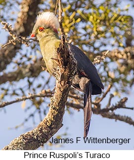 Prince Ruspoli's Turaco - © James F Wittenberger and Exotic Birding LLC Prince Ruspoli's Turaco - © James F Wittenberger and Exotic Birding LLC