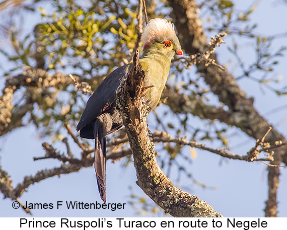 Prince Ruspoli's Turaco - © James F Wittenberger and Exotic Birding LLC