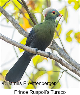 Prince Ruspoli's Turaco - © James F Wittenberger and Exotic Birding LLC Prince Ruspoli's Turaco - © James F Wittenberger and Exotic Birding LLC