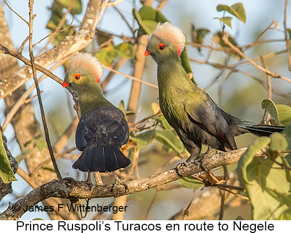 Prince Ruspoli's Turaco - © James F Wittenberger and Exotic Birding LLC Prince Ruspoli's Turaco - © James F Wittenberger and Exotic Birding LLC