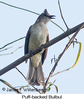 Puff-backed Bulbul - © James F Wittenberger and Exotic Birding LLC