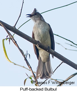 Puff-backed Bulbul - © James F Wittenberger and Exotic Birding LLC