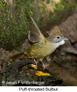 Puff-throated Bulbul - © James F Wittenberger and Exotic Birding LLC