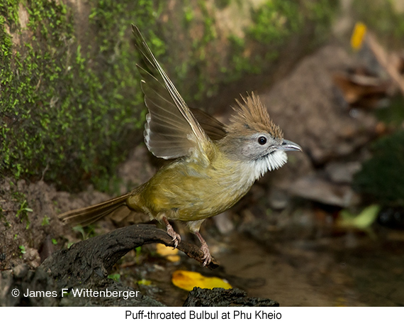 Puff-throated Bulbul - © James F Wittenberger and Exotic Birding LLC