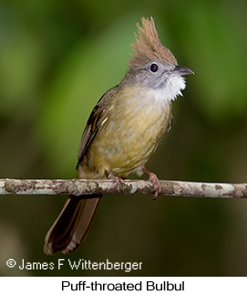 Puff-throated Bulbul - © James F Wittenberger and Exotic Birding LLC