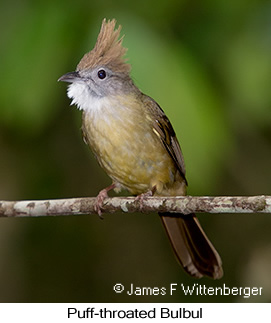 Puff-throated Bulbul - © James F Wittenberger and Exotic Birding LLC