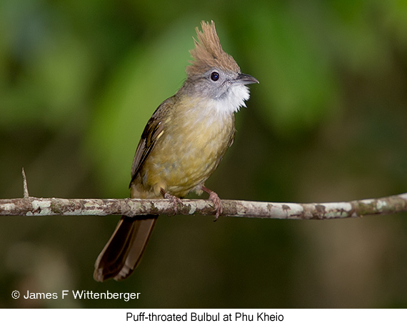 Puff-throated Bulbul - © James F Wittenberger and Exotic Birding LLC